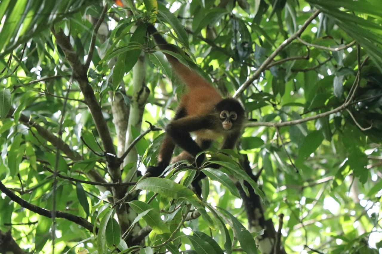 Four Monkeys Eco Lodge Jungle & Beach - The House Cabo Matapalo Екстериор снимка