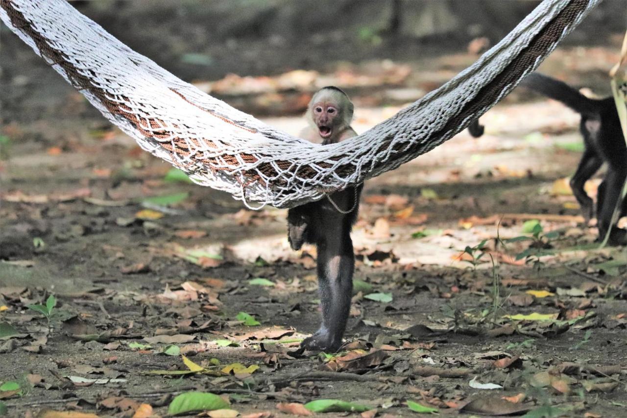 Four Monkeys Eco Lodge Jungle & Beach - The House Cabo Matapalo Екстериор снимка