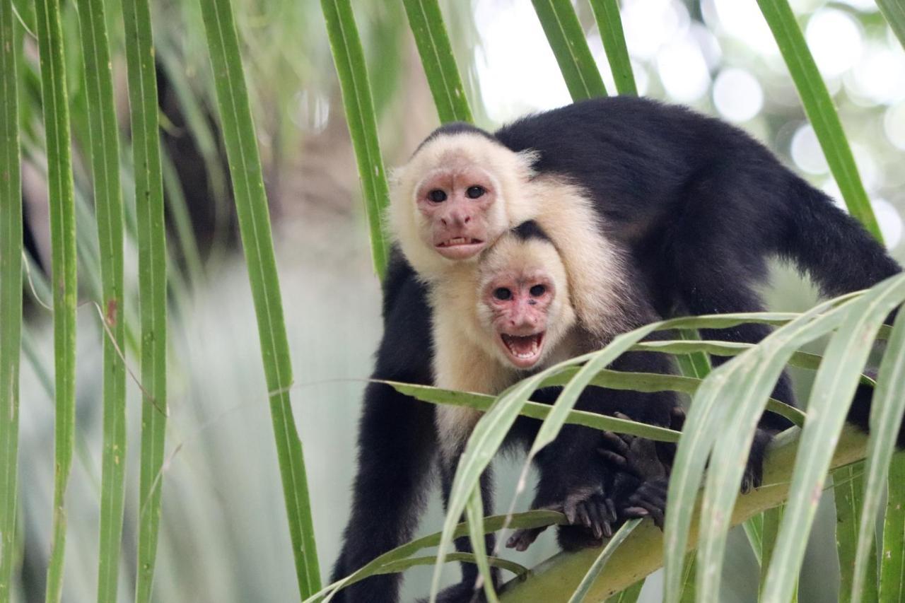 Four Monkeys Eco Lodge Jungle & Beach - The House Cabo Matapalo Екстериор снимка