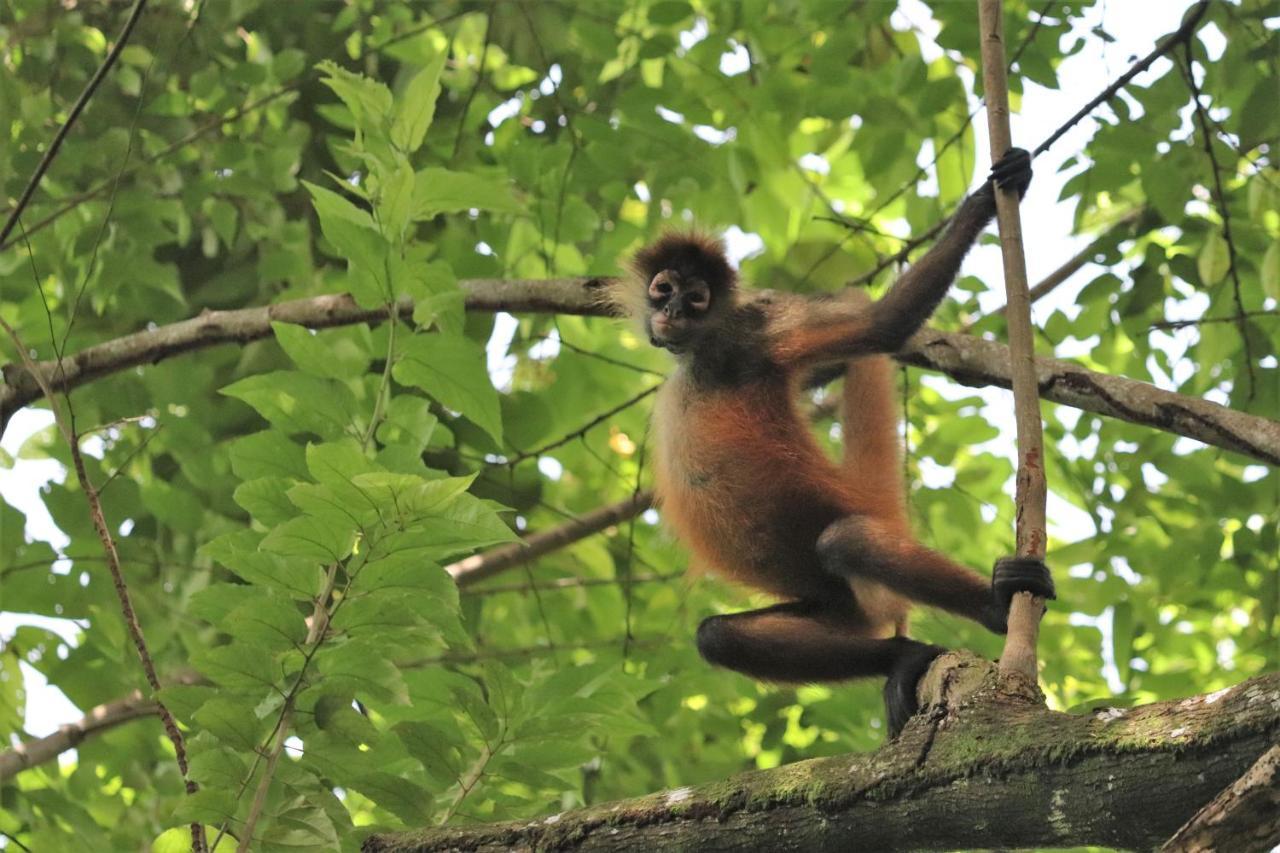 Four Monkeys Eco Lodge Jungle & Beach - The House Cabo Matapalo Екстериор снимка