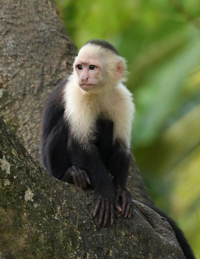 Four Monkeys Eco Lodge Jungle & Beach - The House Cabo Matapalo Екстериор снимка